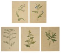 Five botanical studies from the collection of William Curtis (1746-1799)