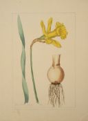 A botanical study of an Narcissus from the collection of William Curtis (1746-1799)