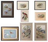 A collection of eight ornithological watercolours