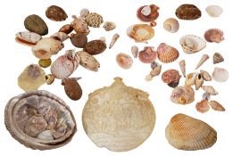 A carved mother of pearl shell decorated with a nativity scene together with a collection of shells,