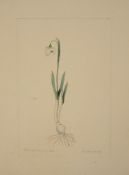 A botanical study of Snowdrop from the collection of William Curtis (1746-1799)