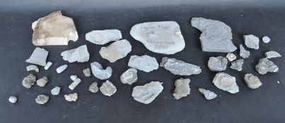 COLLECTION OF FOSSILS INCLUDING AMMONITES