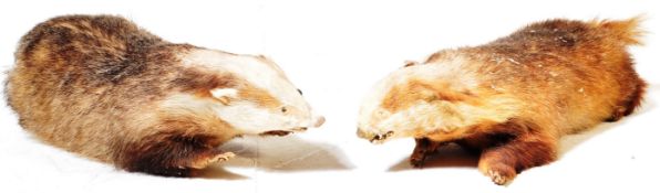 PAIR OF 20TH CENTURY TAXIDERMY BADGERS - GROTESQUE FORM