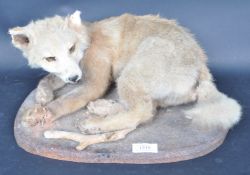 OF TAXIDERMY INTEREST - RECLINING FOX ON NATURALISIC PLINTH
