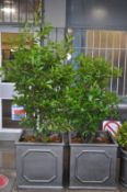 A PAIR OF FAUX CAST IRON COMPOSITE PLANTERS - BAY LAUREL TREES