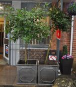 A PAIR OF LARGE FAUX CAST IRON PLANTERS WITH BAY TREES