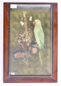 19TH CENTURY VICTORIAN TAXIDERMY ROSE RINGED PARAKEET