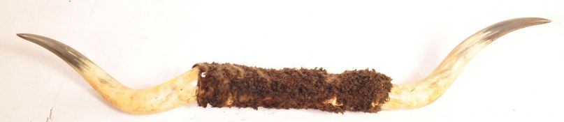 TAXIDERMY / NATURAL HISTORY - LARGE PAIR OF COW / BULL'S HORNS
