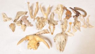 OF TAXIDERMY / NATURAL HISTORY INTEREST - COLLECTION OF ANIMAL SKULLS