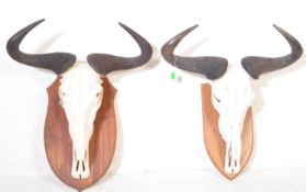 OF TAXIDERMY INTEREST - TWO VINTAGE WATER BUFFALO SKULLS