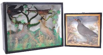 TAXIDERMY & NATURAL HISTORY - COLLECTION OF BIRDS