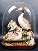 TAXIDERMY & NATURAL HISTORY - LARGE GLASS DOMED GREBE DISPLAY