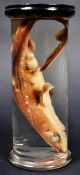 EDWARDIAN WET SPECIMEN PRESERVED SHARK