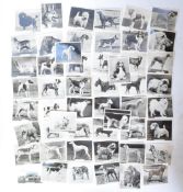 COMPLETE SET JOHN SINCLAIR CHAMPION DOGS CIGARETTE CARDS