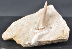 FOSSILISED SHARKS TOOTH ON STONE
