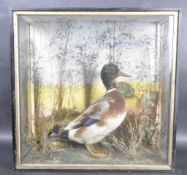 19TH CENTURY VICTORIAN TAXIDERMY CASED MALLARD DUCK