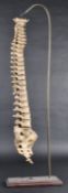 EARLY 20TH CENTURY MEDICAL DISPLAY HUMAN SPINE