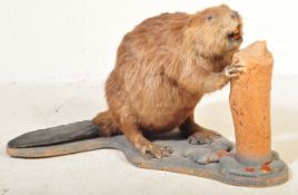 TAXIDERMY & NATURAL HISTORY - STUDY OF A BEAVER