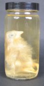 TAXIDERMY / NATURAL HISTORY - WET SPECIMEN DUCKLING