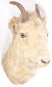 TAXIDERMY / NATURAL HISTORY - NORTH AMERICAN GOATS HEAD