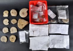 FOSSILS - LARGE COLLECTION OF AMMONITE FOSSILS