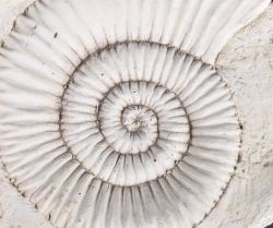 Fossils, Minerals & Natural History Specimens