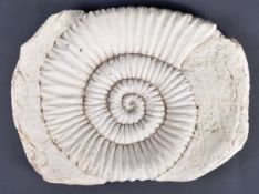 MANTELLICERAS GIANT AMMONITE FOSSIL