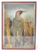 OF TAXIDERMY INTEREST - A VINTAGE GREENWOOD PECKER IN CASE