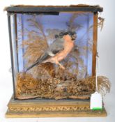 OF TAXIDERMY INTEREST - VICTORIAN 19TH CENTURY CASED BULLFINCH