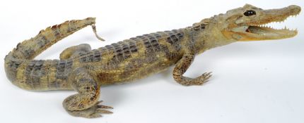 20TH CENTURY TAXIDERMY CAYMAN ALLIGATOR