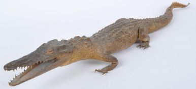 20TH CENTURY TAXIDERMY STUDY OF CAYMAN ALLIGATOR