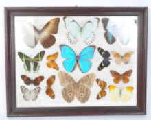 ENTOMOLOGY TAXIDERMY BUTTERFLY COLLECTION