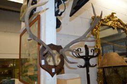 A set of mounted deer antlers.