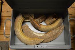 A small group of mammoth ivory.