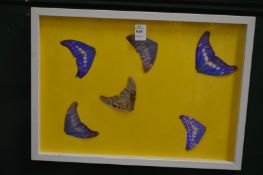 In the manner of Damien Hirst 