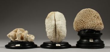 THREE SMALL CORAL SPECIMEN, on wooden bases.