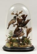 A VICTORIAN CASE OF BIRDS