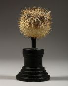 A SMALL PUFFER FISH SPECIMEN, 2.25ins on a wooden stand.