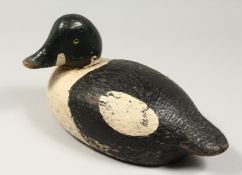 A 19TH CENTURY AMERICAN,PAINTED AND CARVED WOOD DECOY DUCK. 11ins long.