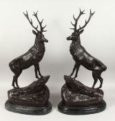 AFTER J MOIGNIER (1835 - 1894) FRENCH A LARGE PAIR OF BRONZE STAGS, signed, on a marble base.