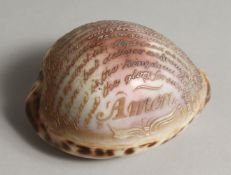 A SHELL CARVED WITH THE LORD'S PRAYER. 4ins.