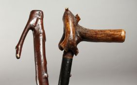 TWO RUSTIC BRIER WALKING STICKS, 38ins and 35ins long.