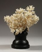 A LARGE WHITE MUSHROON CORAL SPECIMEN, 4ins wide on a wooden stand.