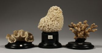 THREE SMALL CORAL SPECIMEN on wooden bases.
