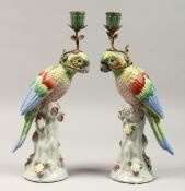 A GOOD PAIR OF PORCELAIN PARROT CANDLESTICKS, 14ins high