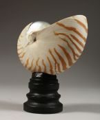 A NAUTILUS SHELL SPECIMEN, 5ins wide on a wooden stand.