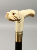 A CARVED BONE HANDLED WALKING STICK, bull dog. 37ins long.