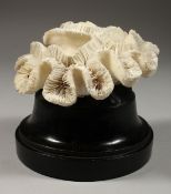 A LARGE CORAL SPECIMEN, 6ins on a wooden stand.