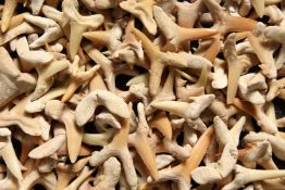 A BOX OF FOSSILISED SHARKS' TEETH.