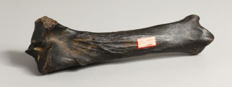 AN ICE AGE HORSE'S BONE. 13ins long.